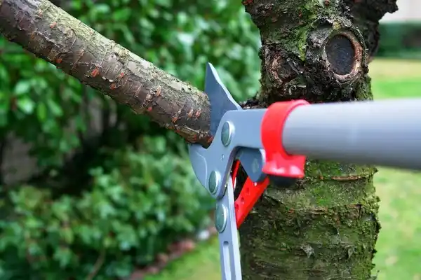 tree services Scotland